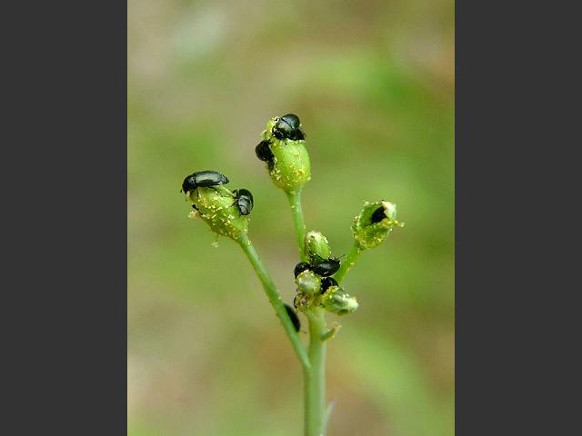 Meligethes species Pollen or Rape Beetle Coleoptera Images