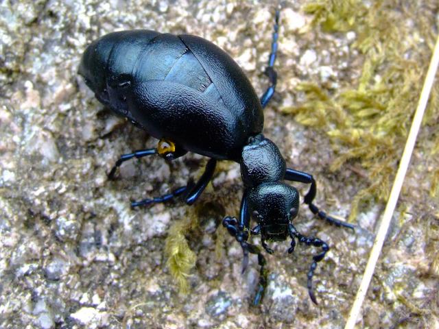 Meloe violaceus Violet Oil Beetle Coleoptera Images