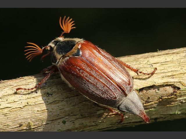 Melolontha melolontha Maybug or Cockchafer Coleoptera Images