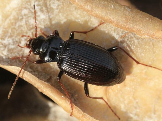 Nebria brevicollis Ground Beetle Coleoptera Images
