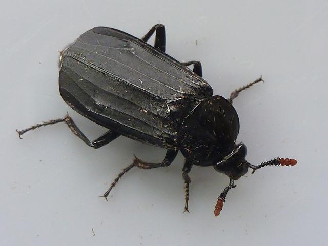 Necrodes littoralis Carrion Shore Sexton Beetle Coleoptera Images