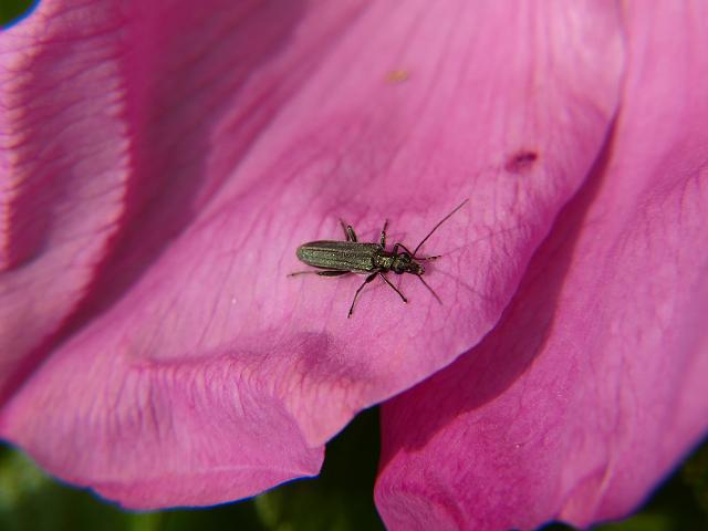 Oedemera lurida Flower Beetle Coleoptera Images