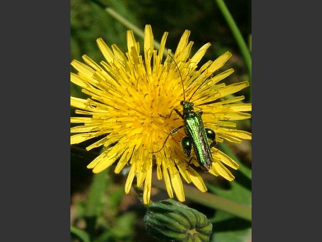Oedemera nobilis Thick Legged Flower Beetle Coleoptera Images