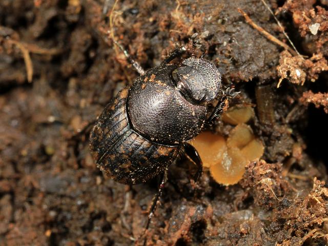 Onthophagous similis True Dung Beetle Coleoptera Images