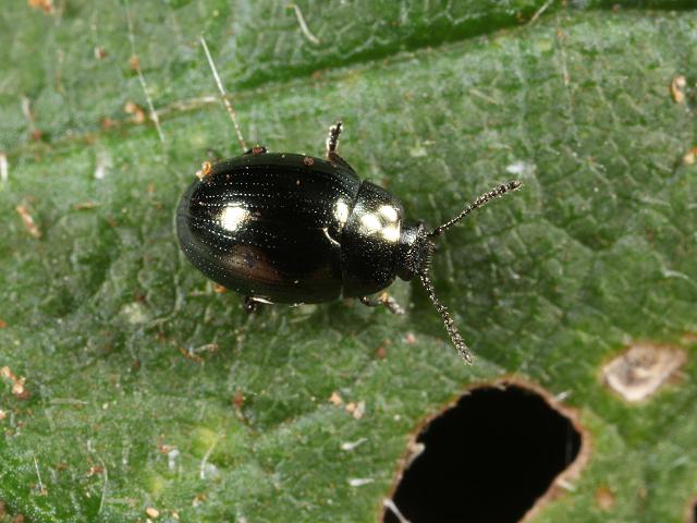 Phaedon tumidulus Celery Leaf Beetle Coleoptera Images