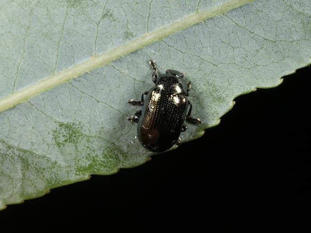 Phratora vitellinae Brassy Willow Beetle Coleoptera Images