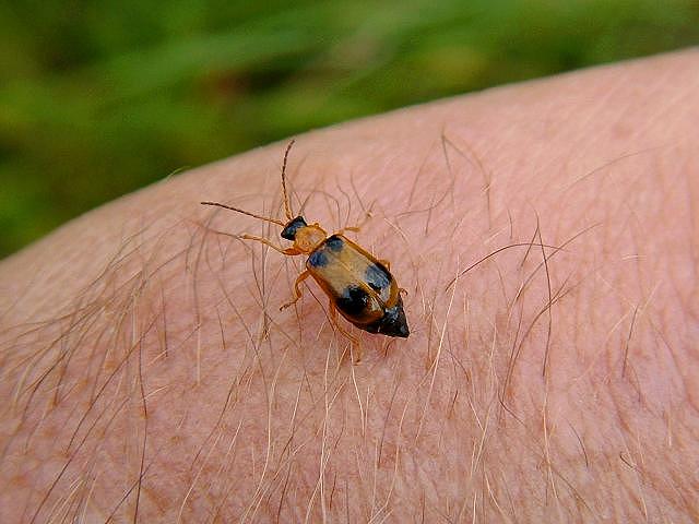 Phyllobrotica quadrimaculata Leaf Beetle Coleoptera Images