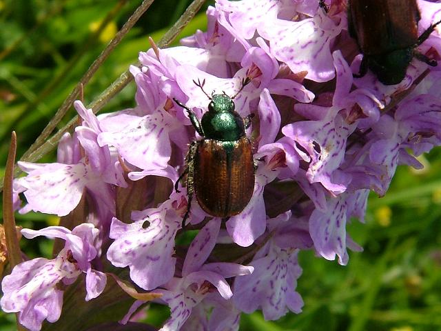 Phyllopertha horticola Garden Chafer Beetle Coleoptera Images