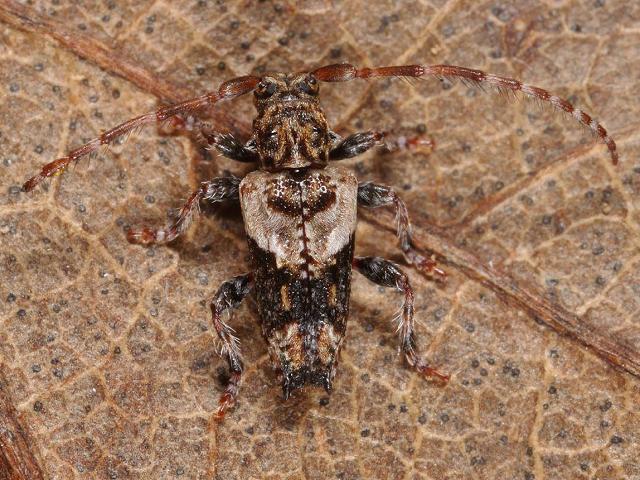 Pogonocherus hispidus Lesser Thorn-tipped Longhorn Beetle Coleoptera Images