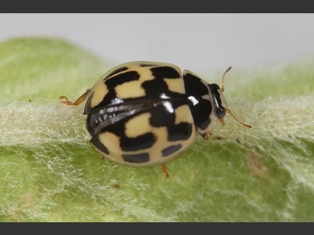 Propylea 14 punctata Fourteen Spotted Ladybird Beetle Coleoptera Images