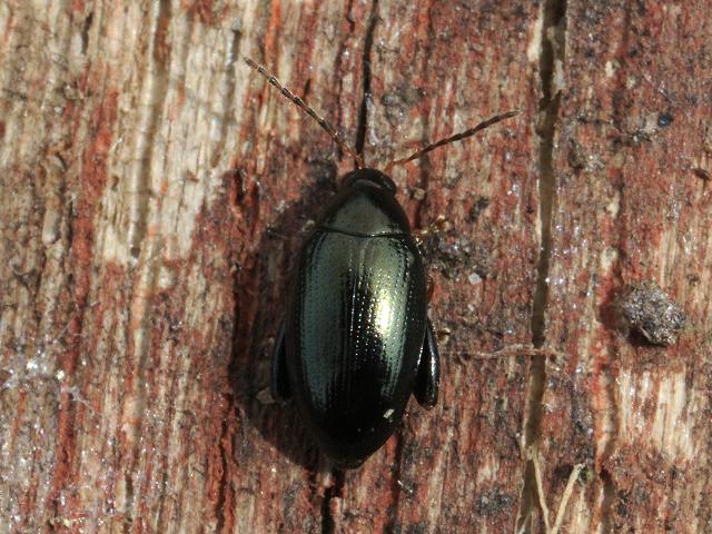 Psylliodes chrysocephala Cabbage Stem Flea Beetle Coleoptera Images