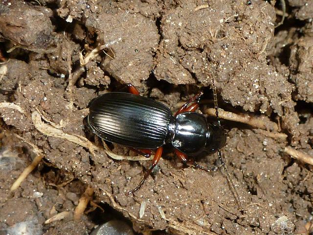 Pterostichus madidus Red legged Black Clock Ground Beetle Coleoptera Images