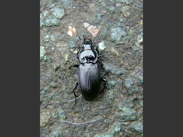 Pterostichus melanarius Ground Beetle Coleoptera Images