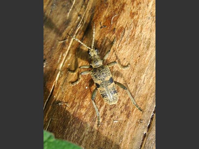 Rhagium mordax Bark Runner or Longhorn Beetle Coleoptera Images