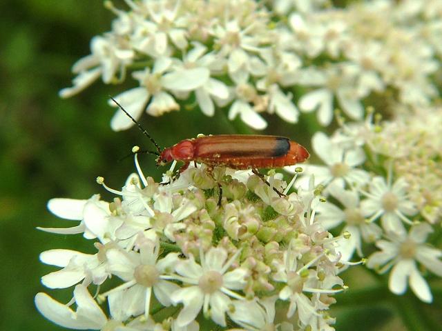 Rhagonycha fulva Common Red Soldier Beetle Coleoptera Images