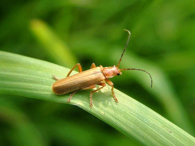 Rhagonycha translucida Soldier Beetle Coleoptera Images