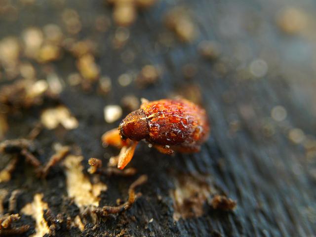 Scolytus species Bark Beetle Coleoptera Images
