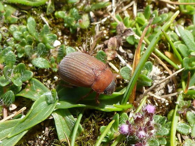 serica brunnea brown chafer Beetle Coleoptera Images