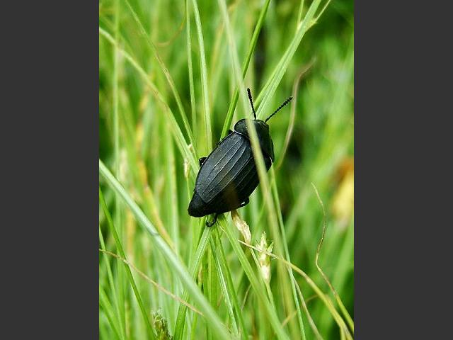 Silpha tristis Carrion Beetle Coleoptera Images