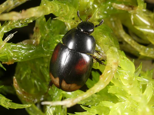 Sphaeridium scarabaeoides Water Scavenger Beetle Coleoptera Images