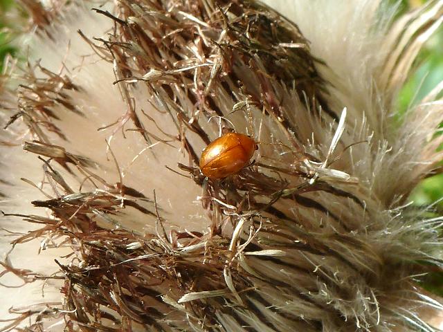Sphaeroderma rubidum A Leaf Beetle Coleoptera Images