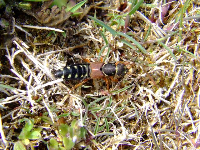 Staphylinus dimidiaticornis Rove Beetle Coleoptera Images