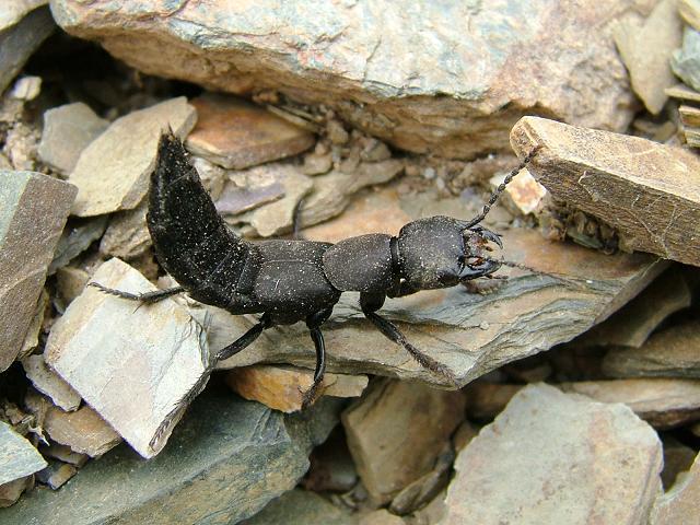 Ocypus Staphylinus olens Devils Coach Horse Beetle Coleoptera Images