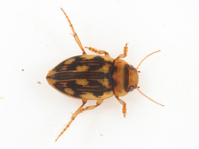 Stictotarsus duodecimpustulatus Diving Beetle Coleoptera Images