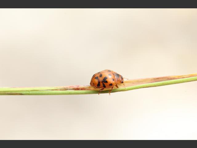 Subcoccinella vigintiquattuorpunctata 24 Twenty Four Spotted Ladybird Beetle Coleoptera Images