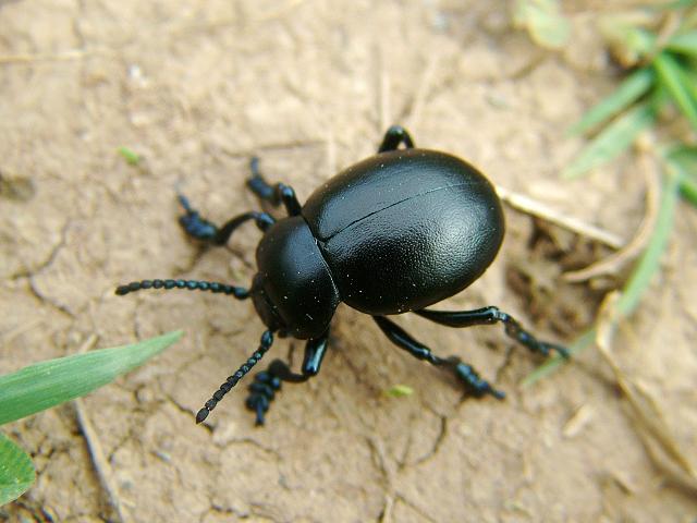 Timarcha tenebricosa Bloody Nosed Beetle Coleoptera Images