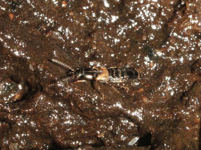 Staphylinidae Species Rove Beetle Coleoptera Images