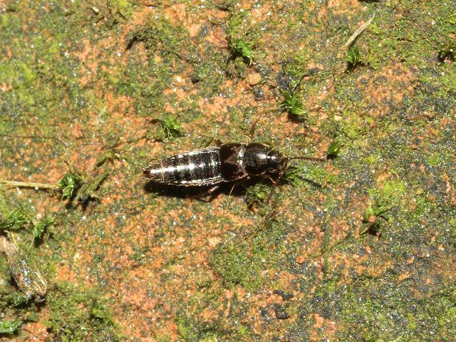 Staphylinidae Species Rove Beetle Coleoptera Images