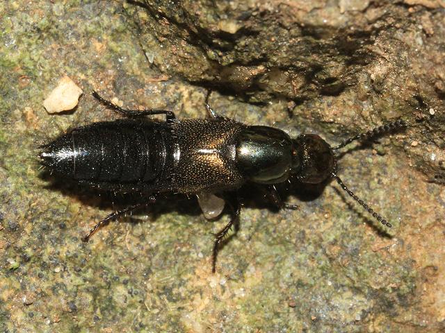 Staphylinidae Species Rove Beetle Coleoptera Images