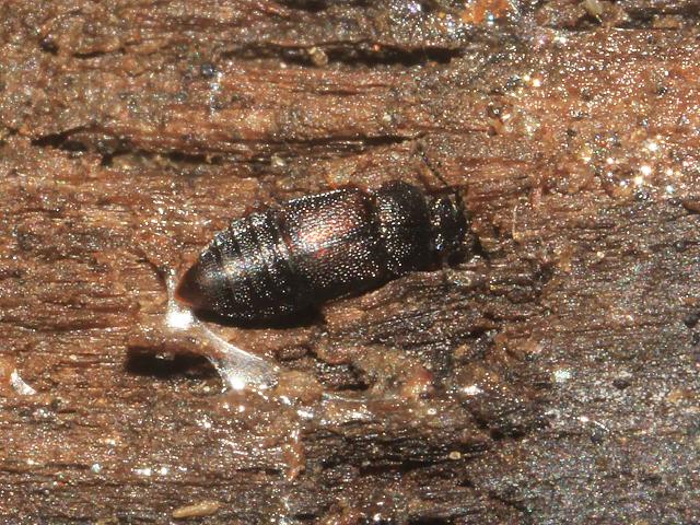 Staphylinidae Species Rove Beetle Coleoptera Images