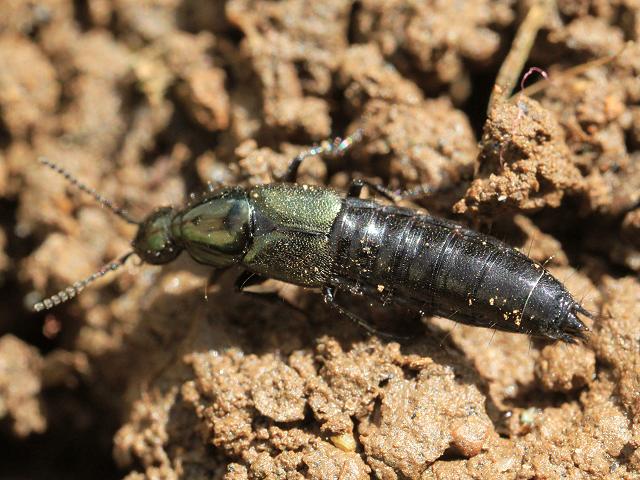 Staphylinidae Species Rove Beetle Coleoptera Images