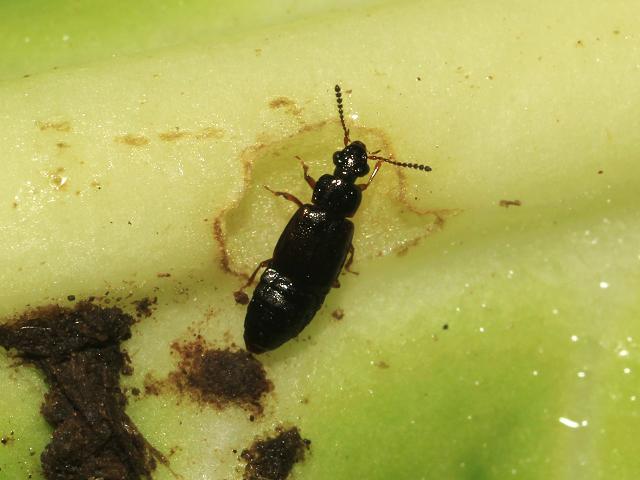 Staphylinidae Species Rove Beetle Coleoptera Images