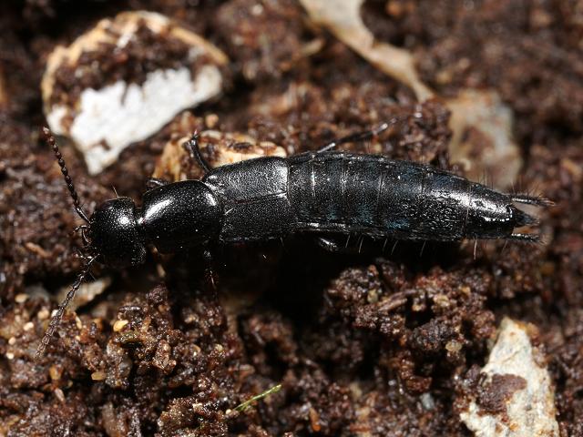 Staphylinidae Species Rove Beetle Coleoptera Images