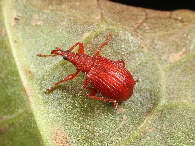 Apion species frumentarium Red Rumex Weevil Coleoptera Images