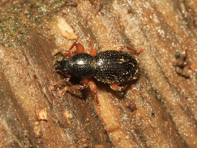 Barypeithes Exomias pellucidus Hairy Spider Weevil Coleoptera Images