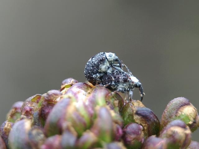 Cionus scrophulariae Figwort or Phygelius Weevil Weevil Images
