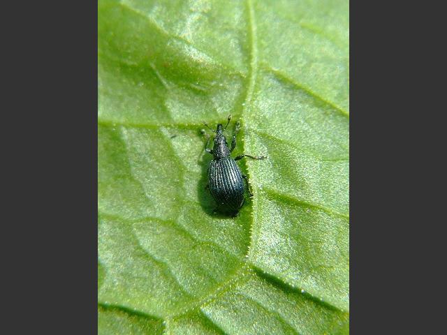 Apion species Dock Leaf Weevil Weevils Images
