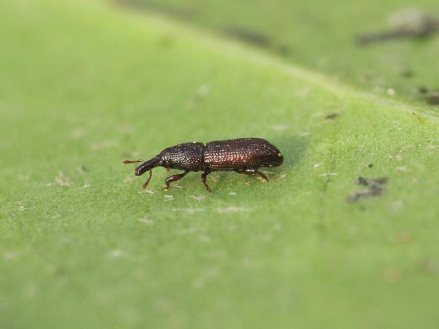Euophryum confine New Zealand Wood boring Weevil Coleoptera Images