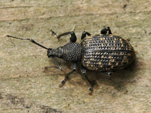 Otiorhynchus sulcatus Vine Weevil Images