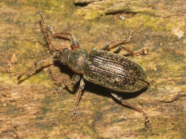 Phyllobius pyri Weevil Coleoptera Images