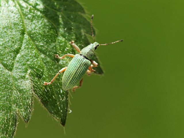 Phyllobius species Weevil Coleoptera Images