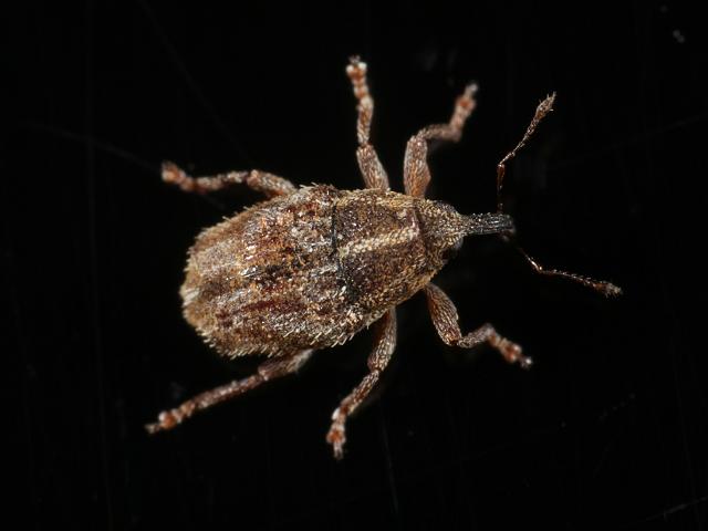 Trichosirocalus troglodytes Weevil Coleoptera Images
