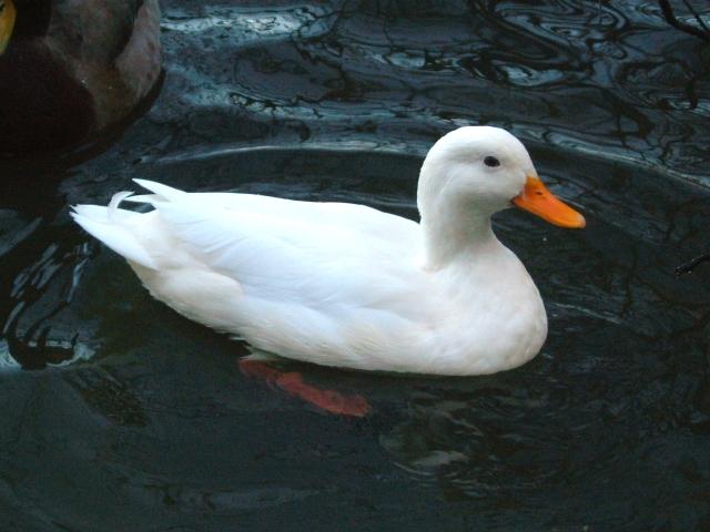 Aylesbury Duck Bird Images