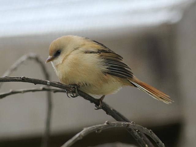 Bearded Tit Panurus biarmicus Bird Images