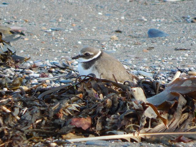 Charadrius hiaticula Ringed Plover Bird Images
