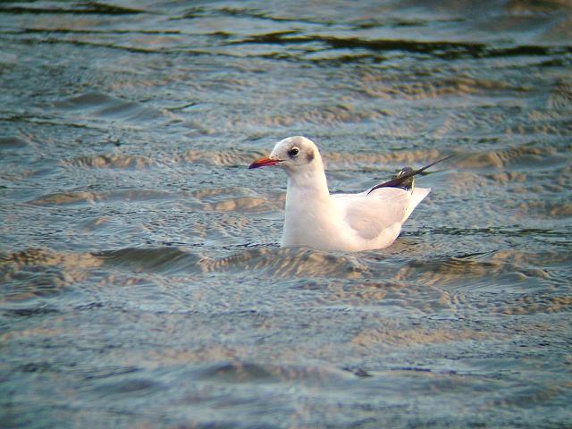 Black headed Seagull Larus ridibundus Bird Images